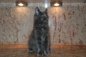 comp-kittenquincyDSC_0436.jpg